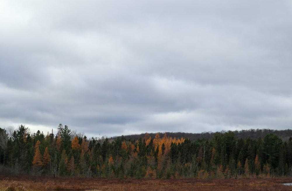 Ein Feld mit einem Wald im Hintergrund