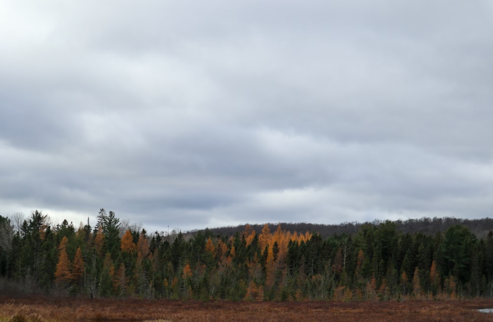 a field with a forest in the background