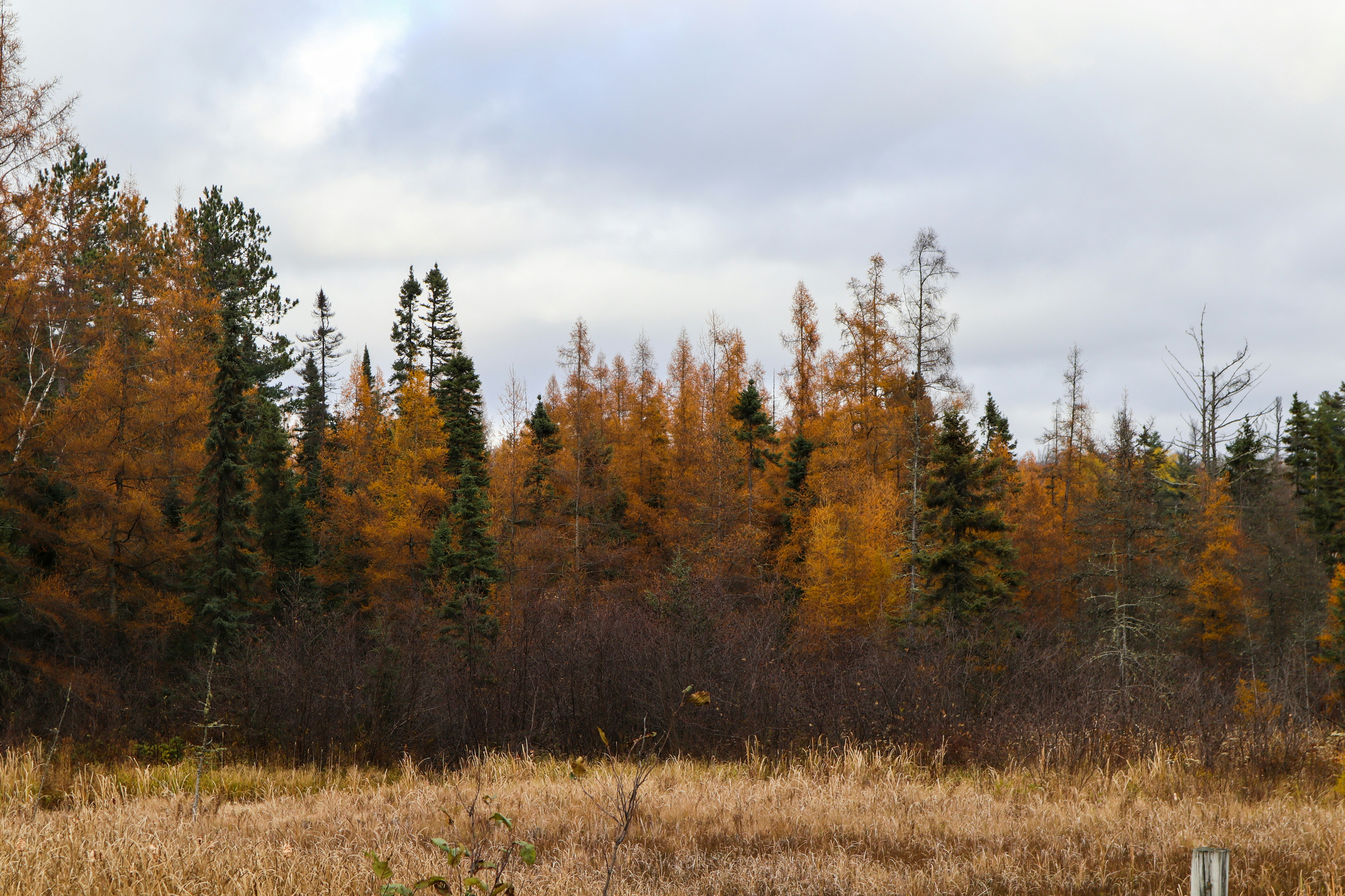a field that has some trees in the background