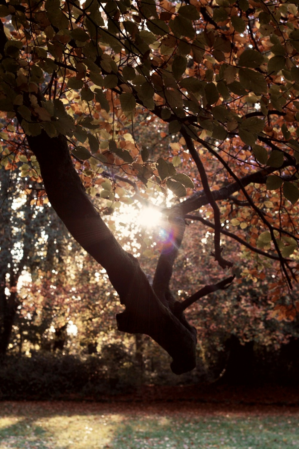 the sun shines through the leaves of a tree