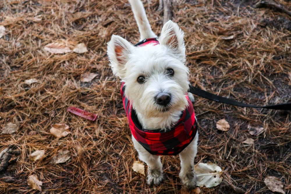 a small white dog wearing a red vest