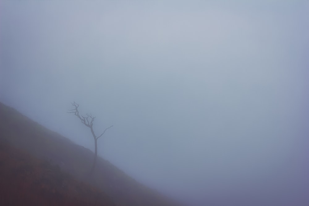 Ein einsamer Baum auf einem Hügel im Nebel