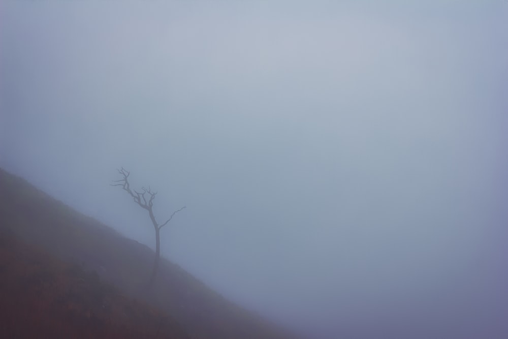 a lone tree on a hill in the fog