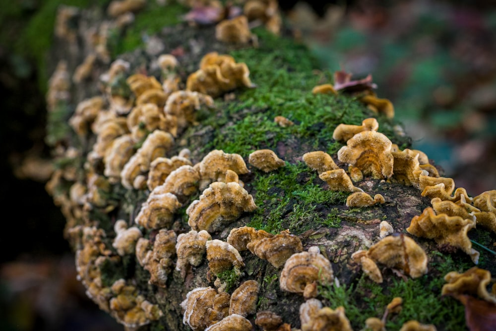 a bunch of mushrooms that are on a tree