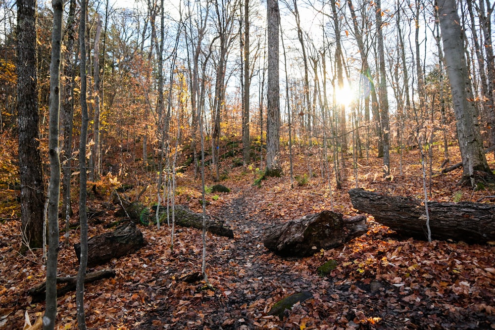 the sun is shining through the trees in the woods