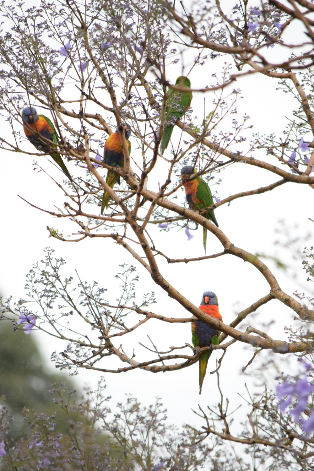 a group of colorful birds sitting on top of a tree