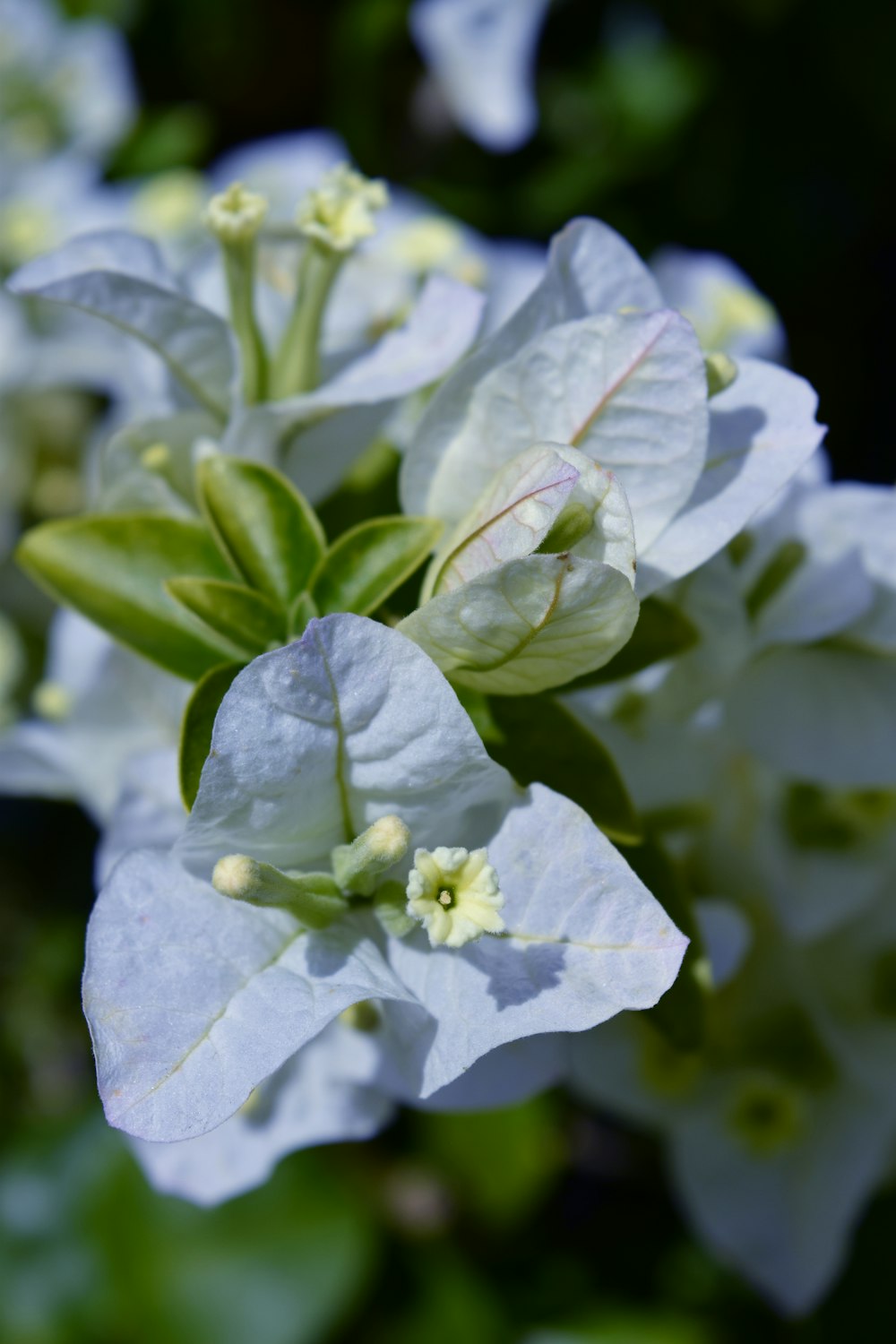 a close up of a white flower with green leaves