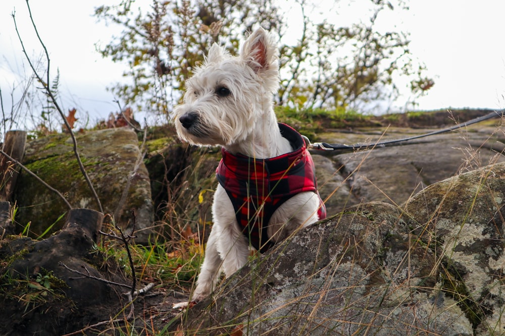 a small white dog wearing a red and black vest