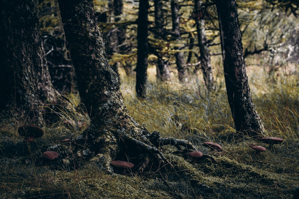 mushrooms growing on the ground in a forest