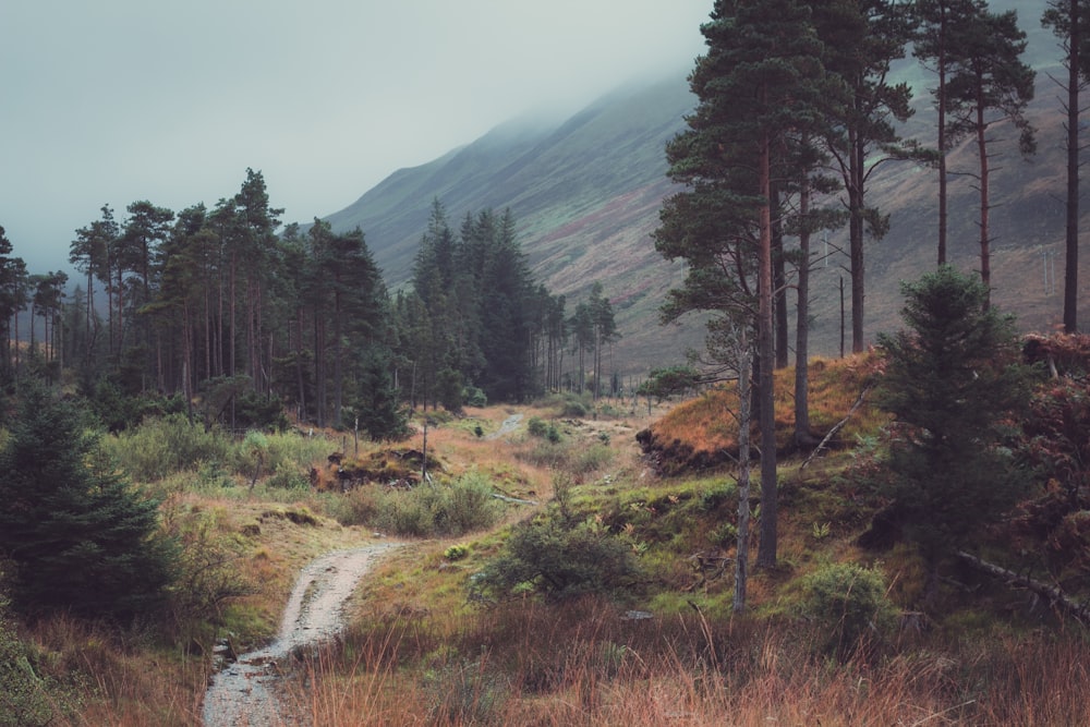 a dirt road in the middle of a forest