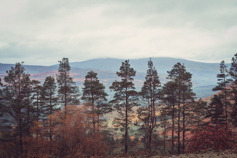 a group of trees with mountains in the background