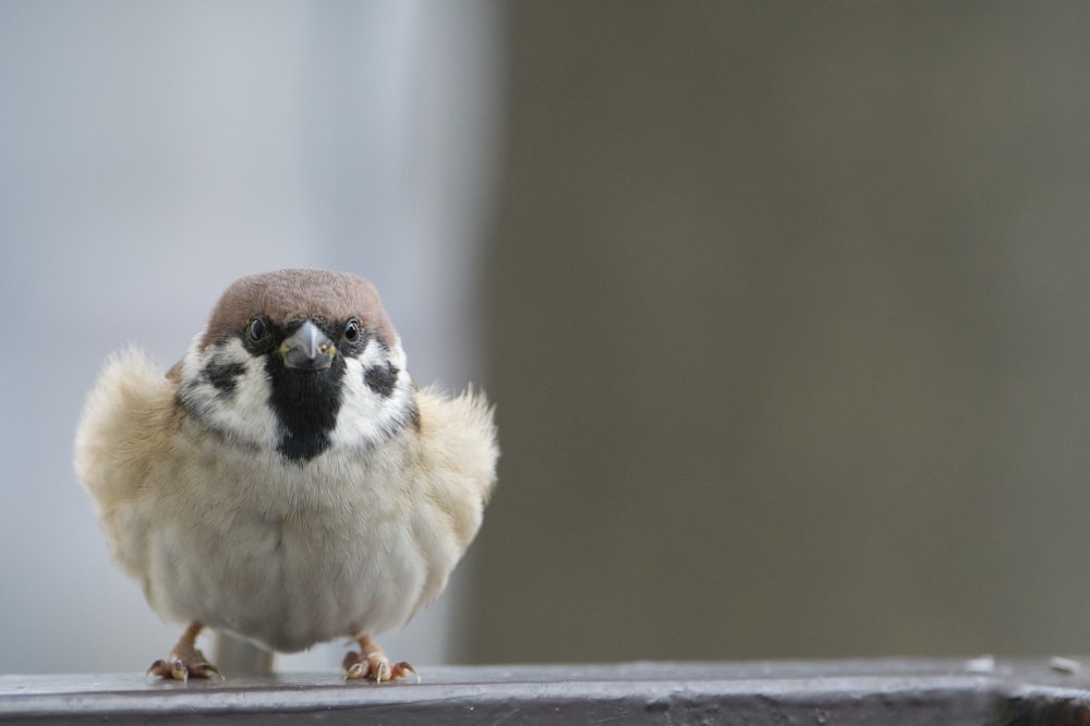 ぼやけた背景を持つ鳥の接写