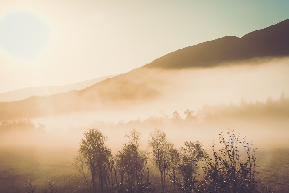 a foggy field with trees and mountains in the background