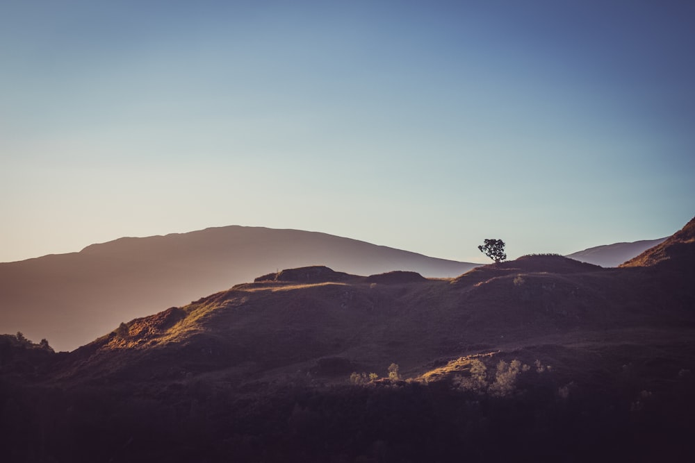 a lone tree on a hill with mountains in the background