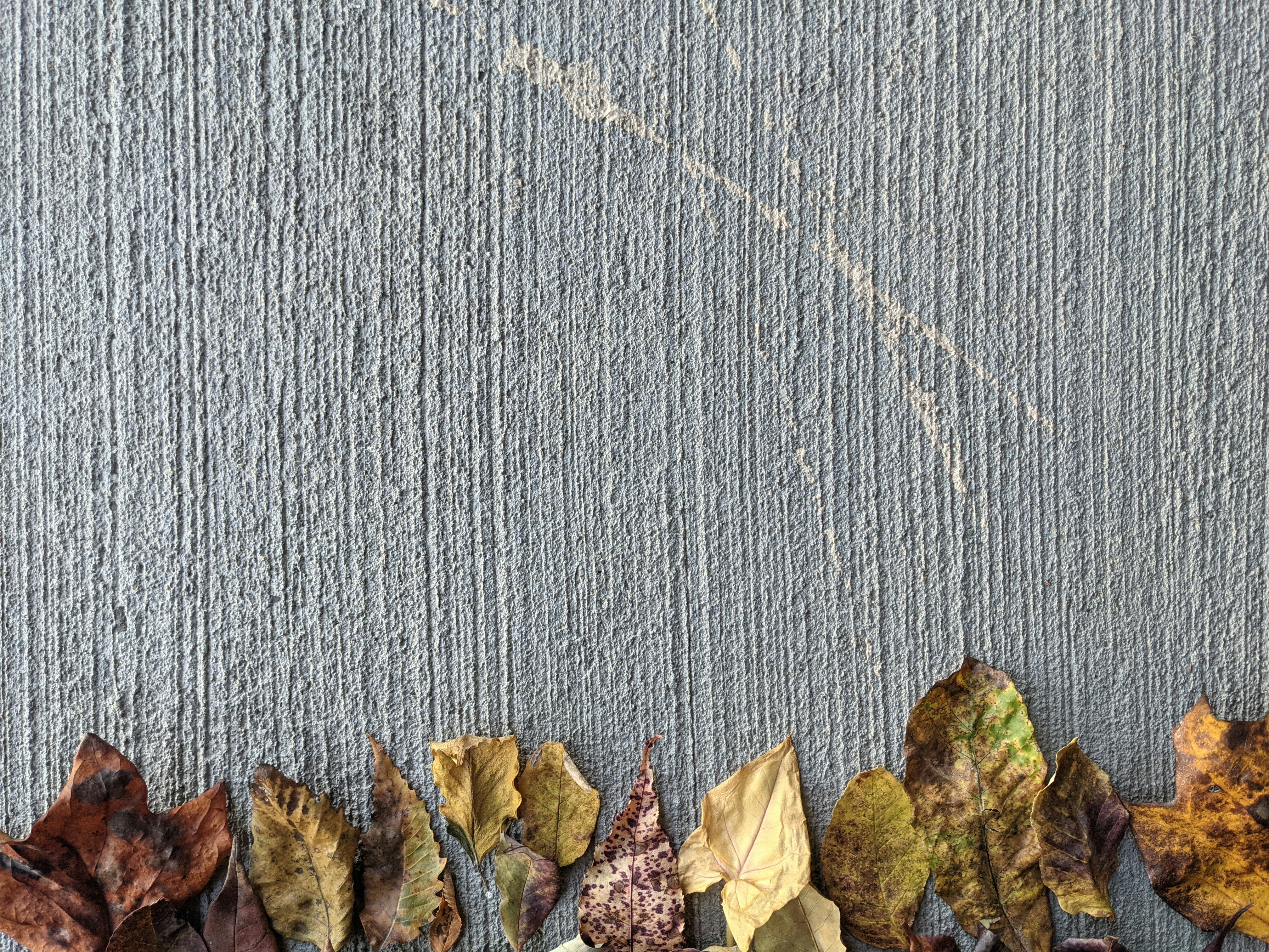a row of leaves sitting on top of a sidewalk