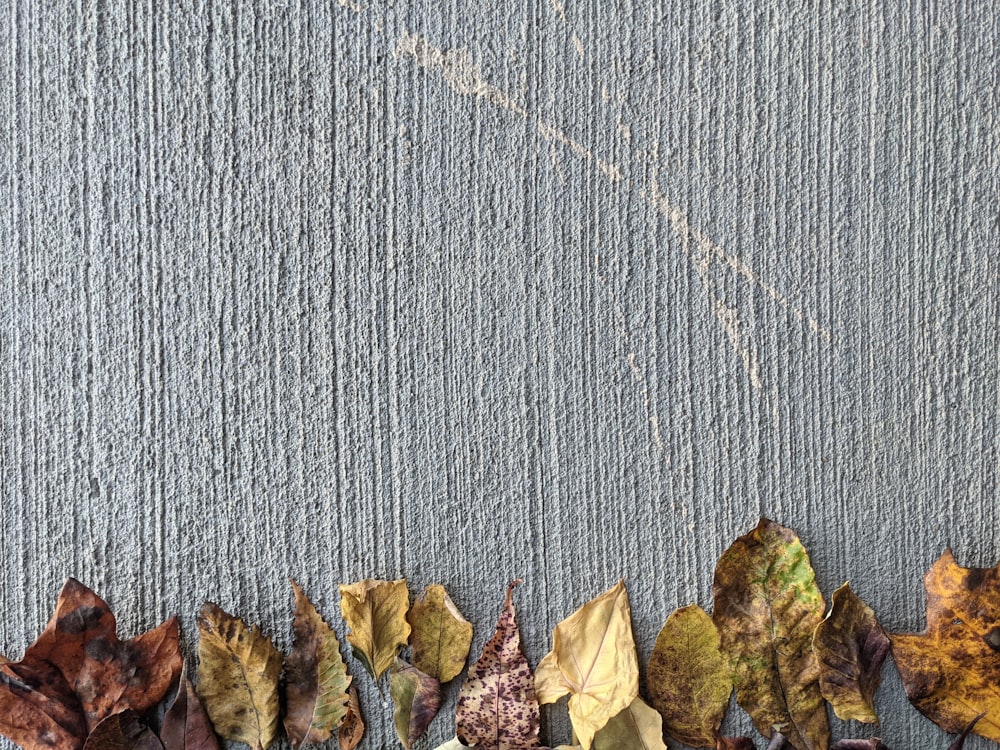 a row of leaves sitting on top of a sidewalk