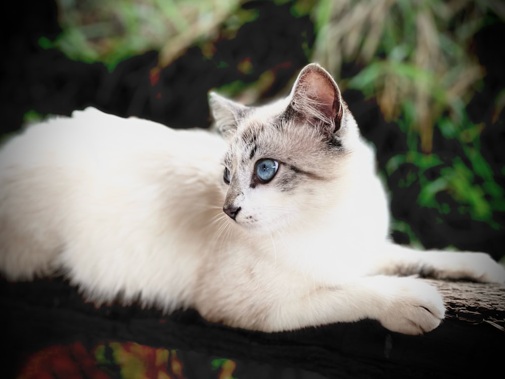 a white cat with blue eyes laying down