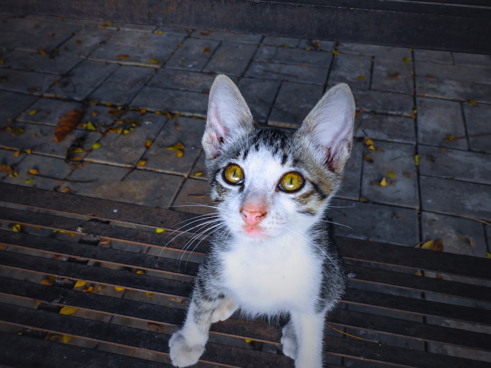 a cat sitting on top of a wooden bench