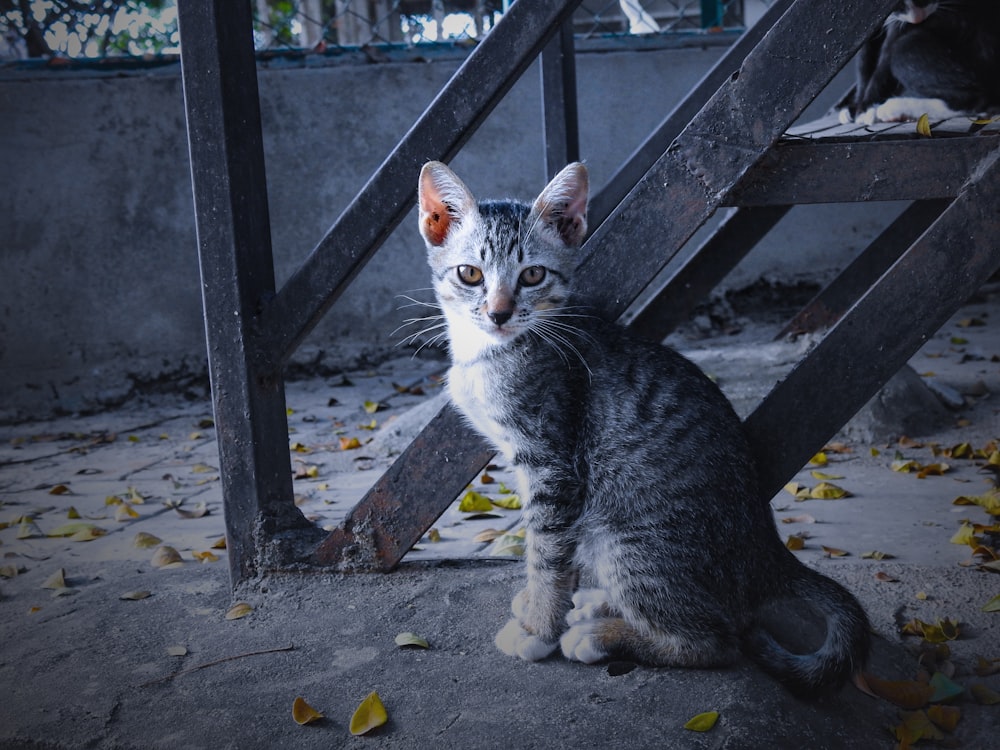 a cat sitting on the ground next to a stair case