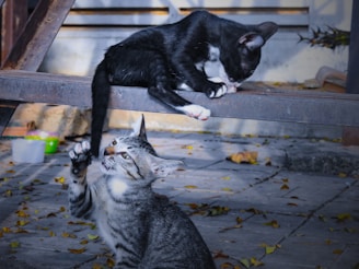 a couple of cats sitting on top of a wooden bench