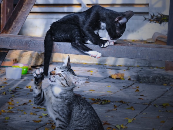 a couple of cats sitting on top of a wooden bench