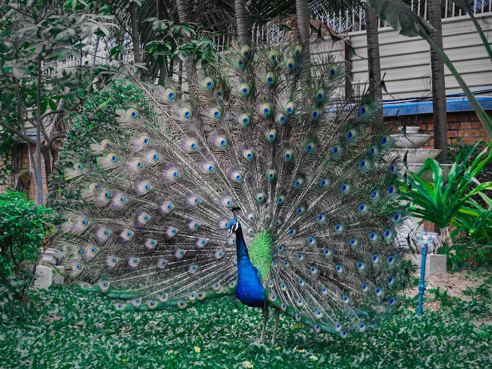 a peacock with its feathers spread out in the grass