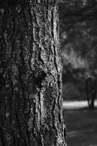 a black and white photo of a tree trunk