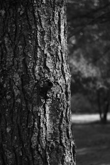 a black and white photo of a tree trunk