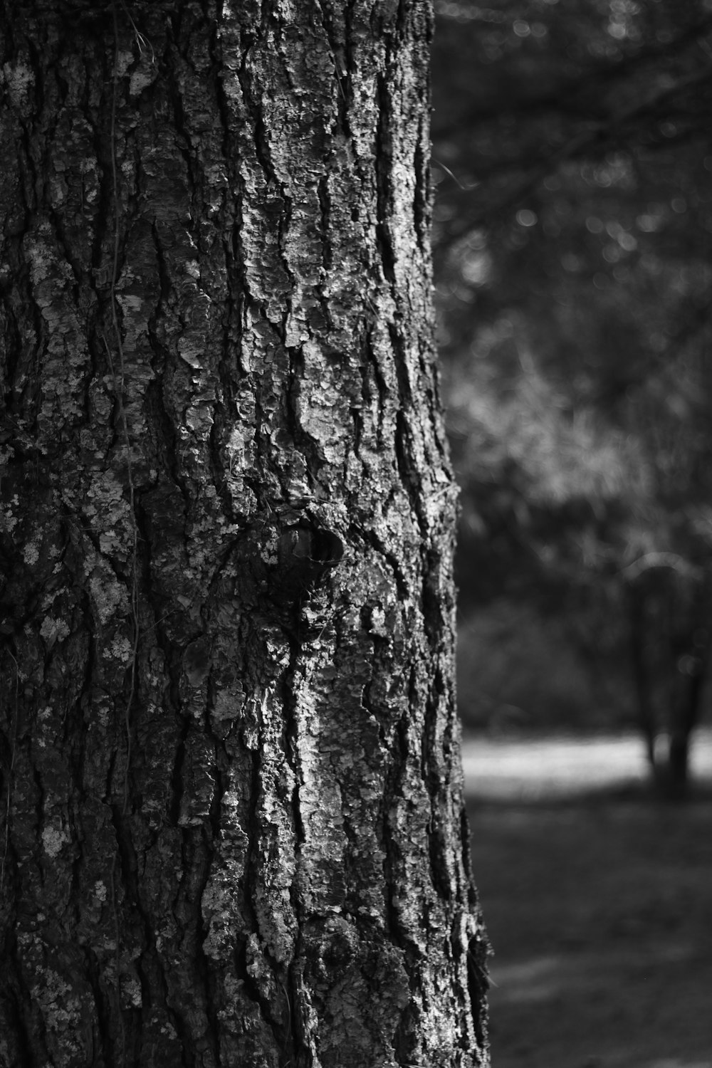 a black and white photo of a tree trunk