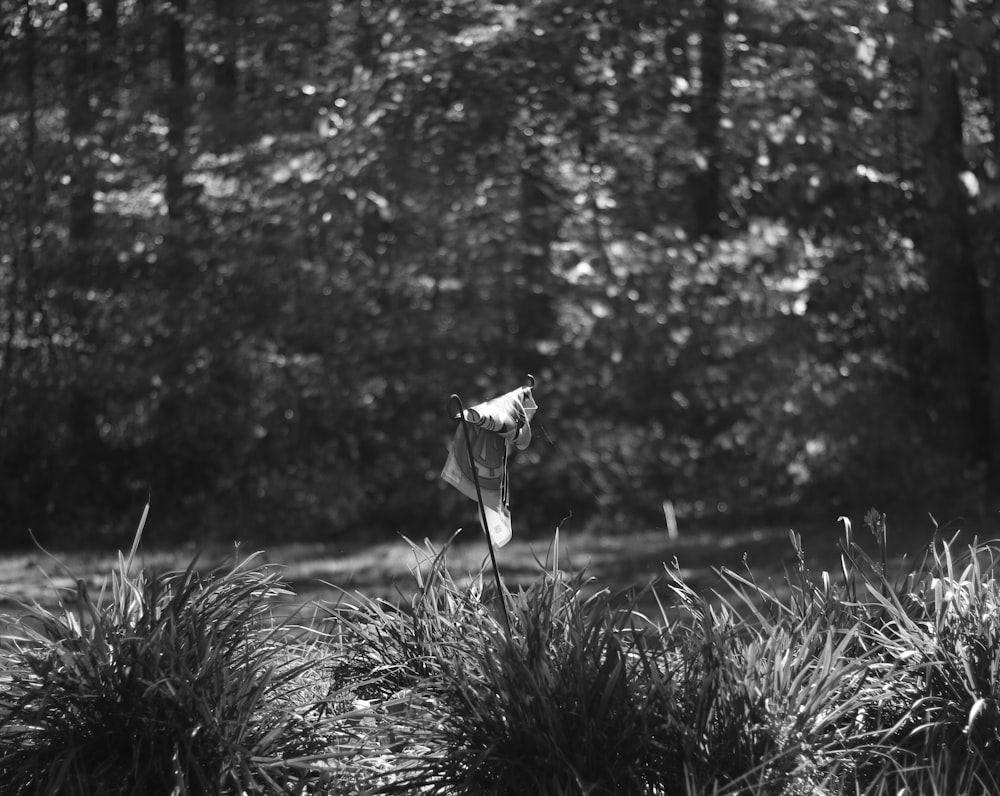 a black and white photo of grass and trees