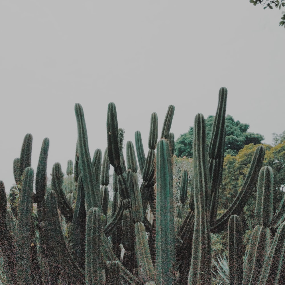 a large group of cactus plants in a field