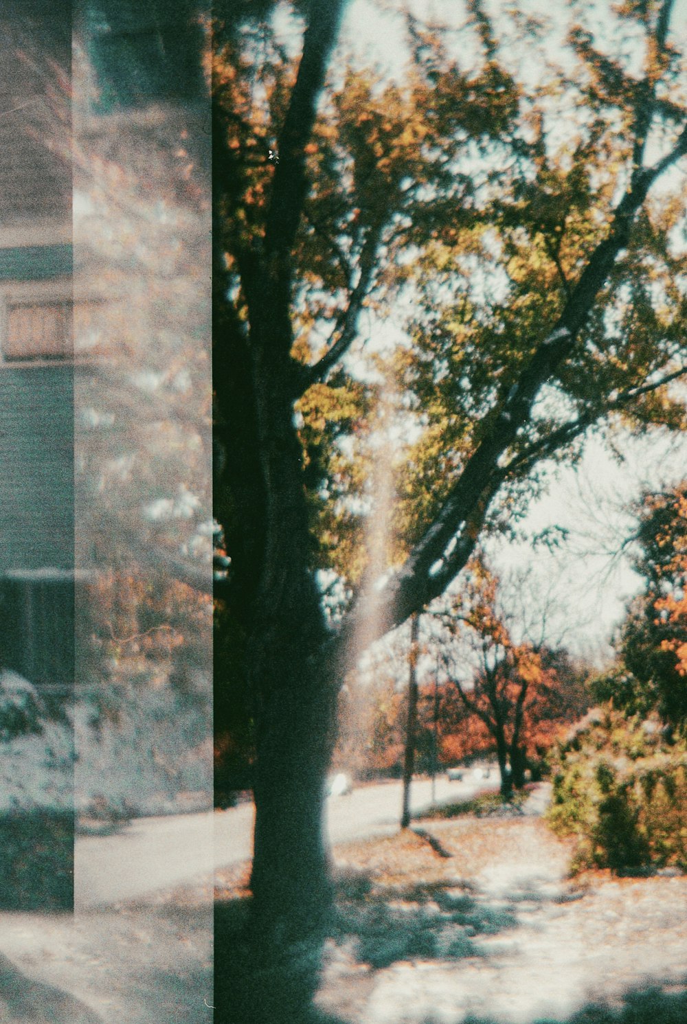 Un'immagine di un albero in mezzo a una strada