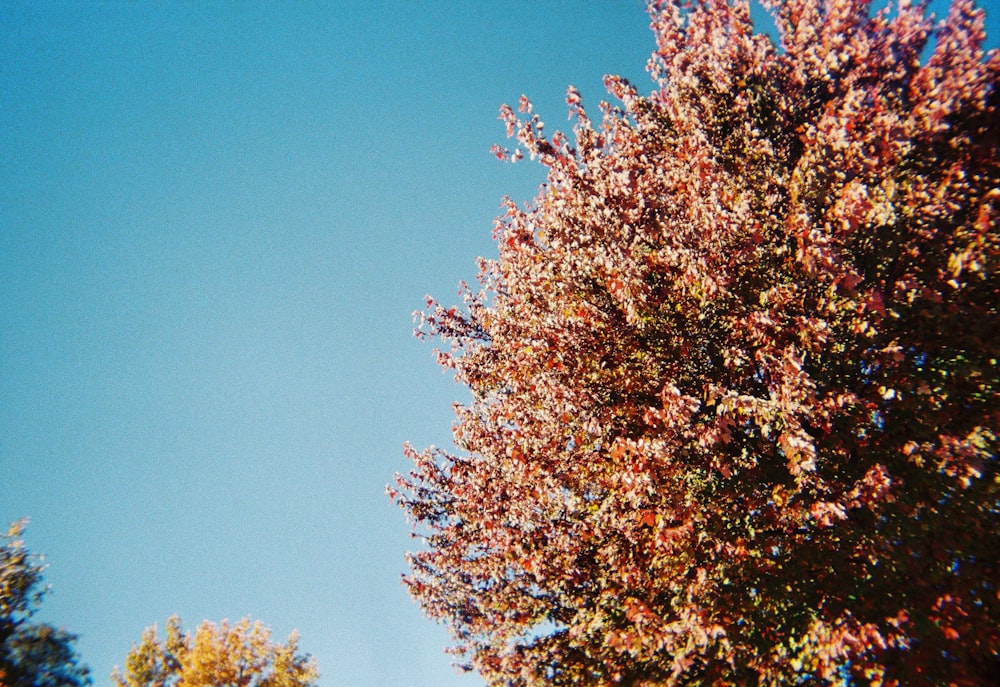 배경에 붉은 잎과 푸른 하늘이 있는 나무