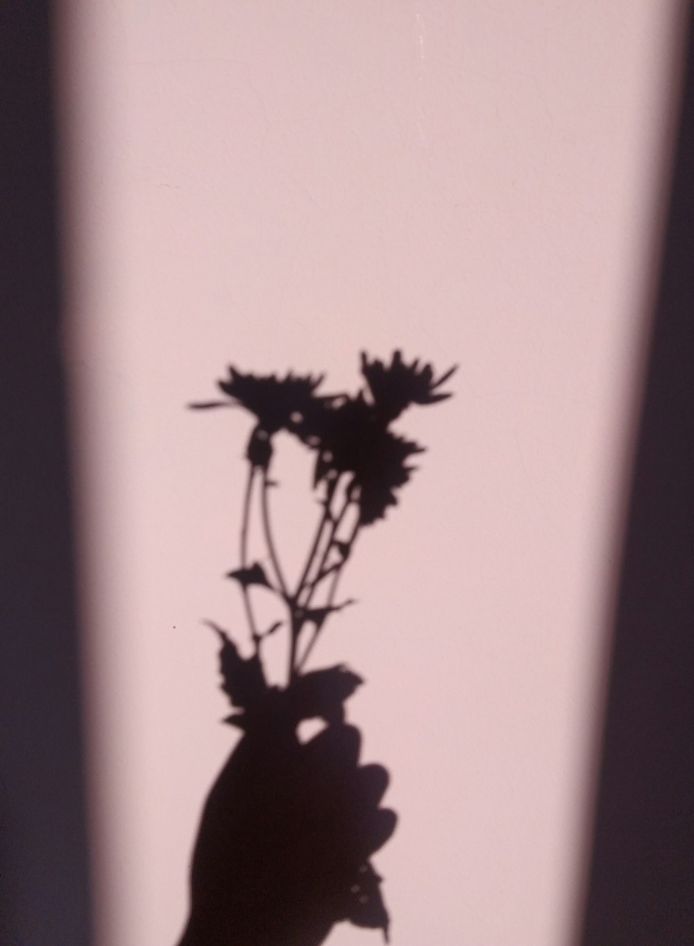 a shadow of a hand holding a flower