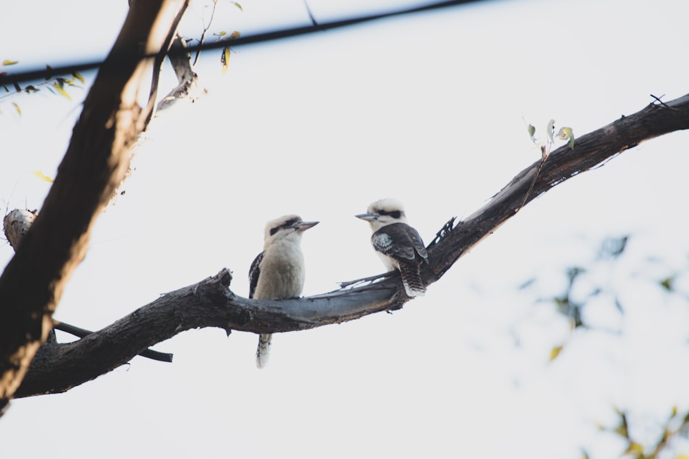 a couple of birds sitting on top of a tree branch