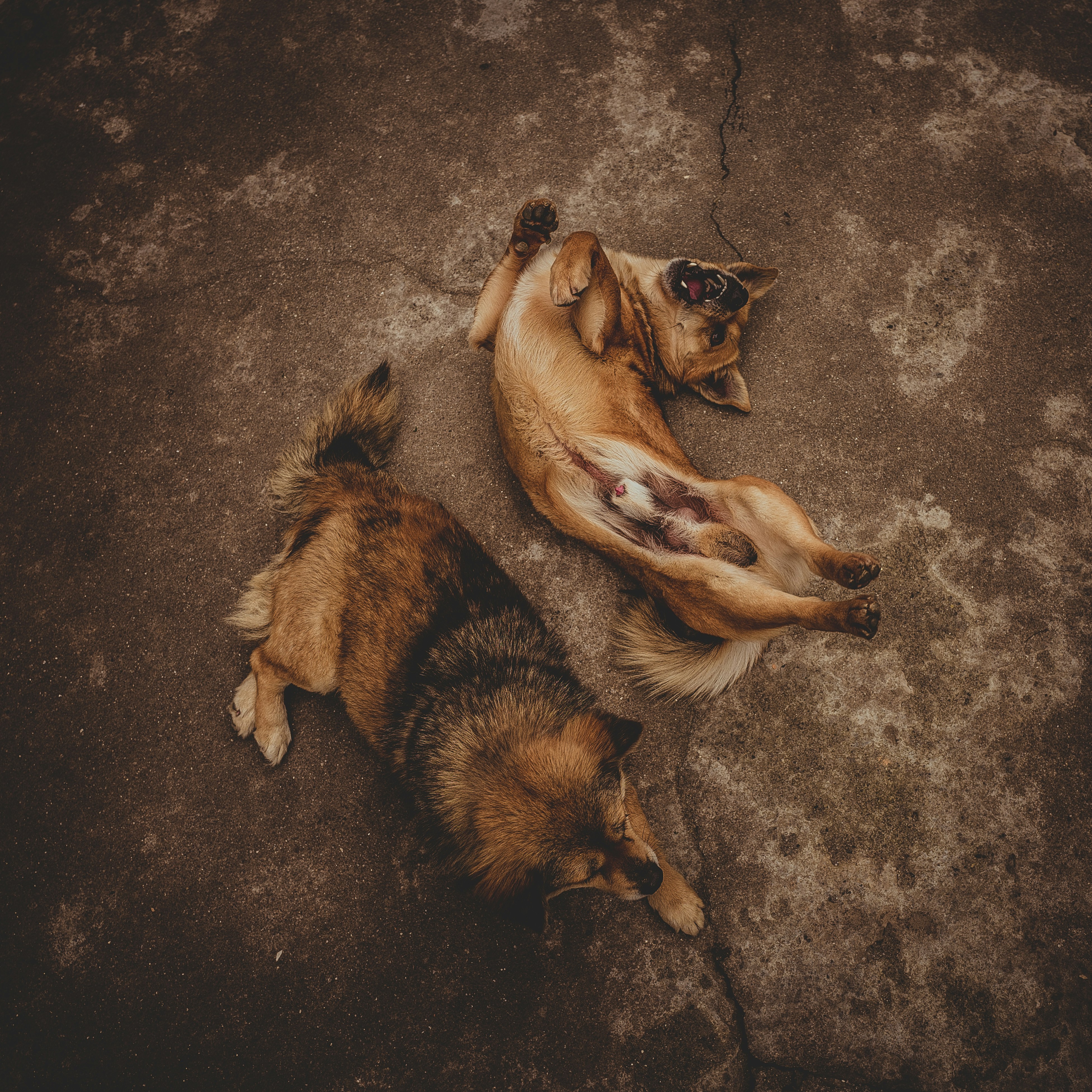 beberapa anjing berbaring di atas lantai semen