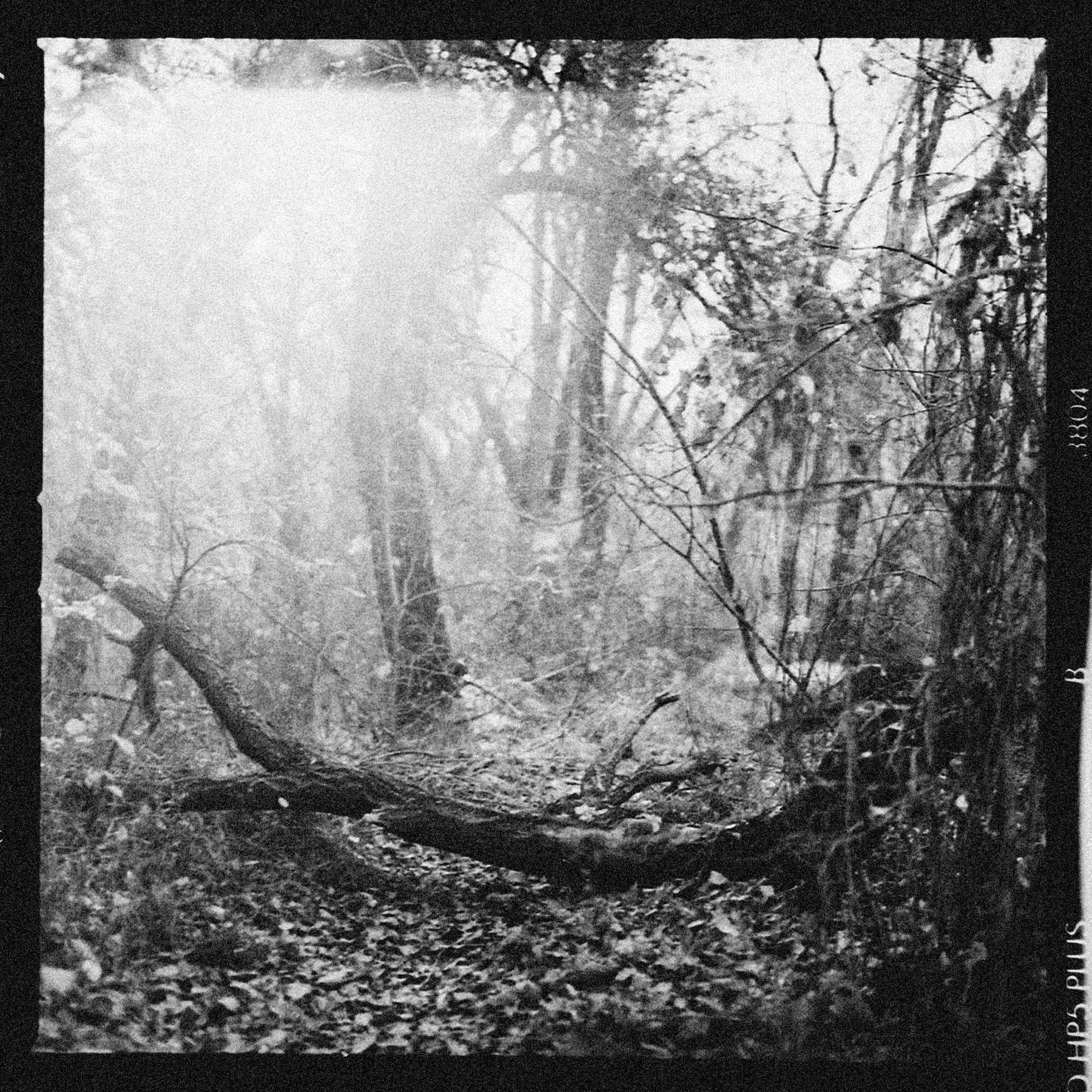 Photo by alexeydemidov