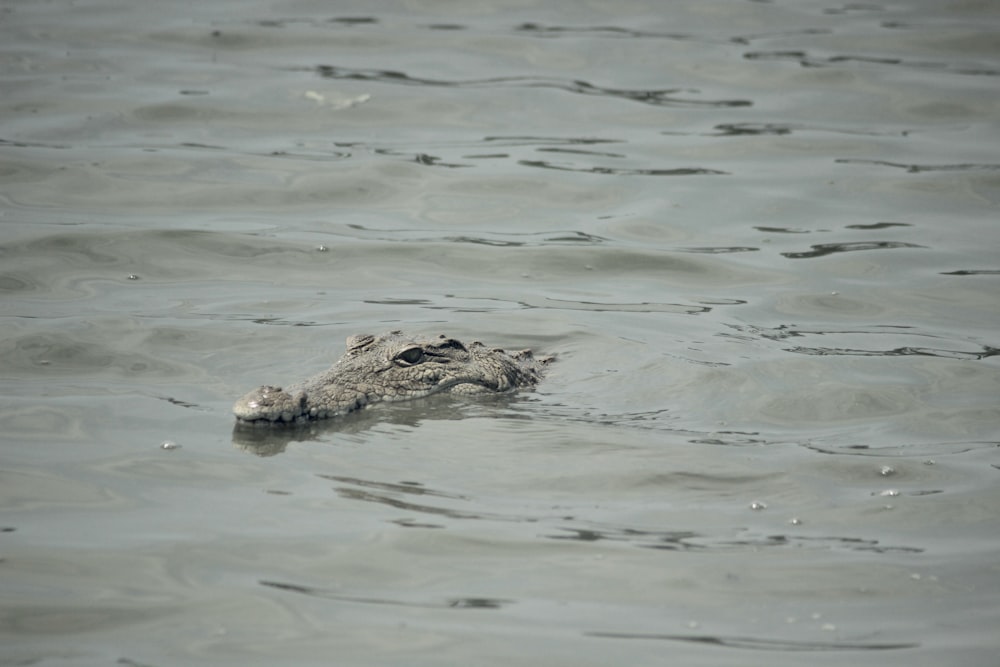 a large alligator swimming in a body of water