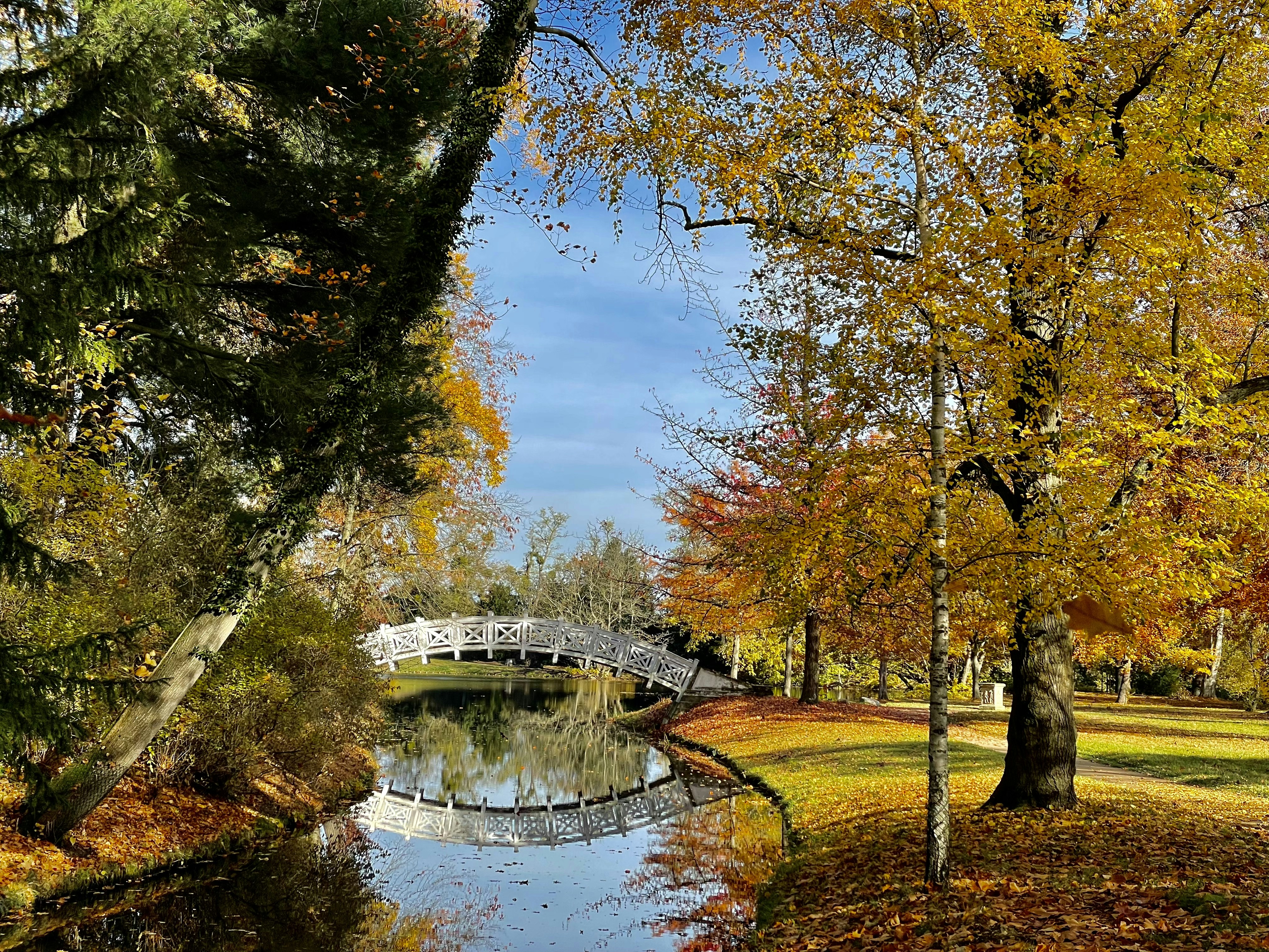 a bridge over a river surrounded by trees