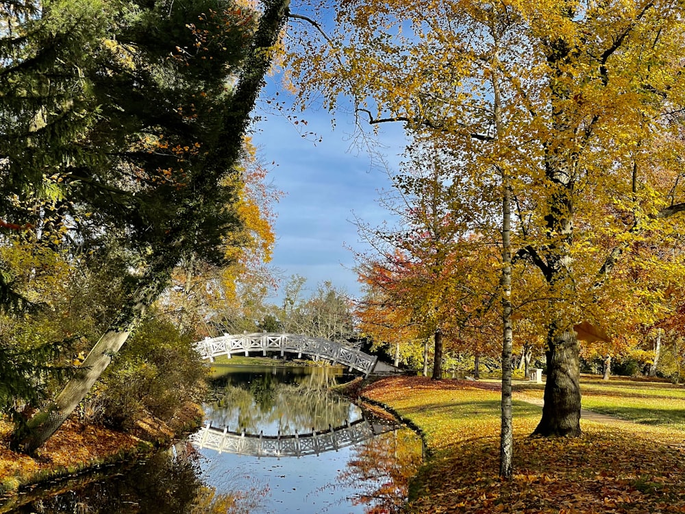 a bridge over a river surrounded by trees