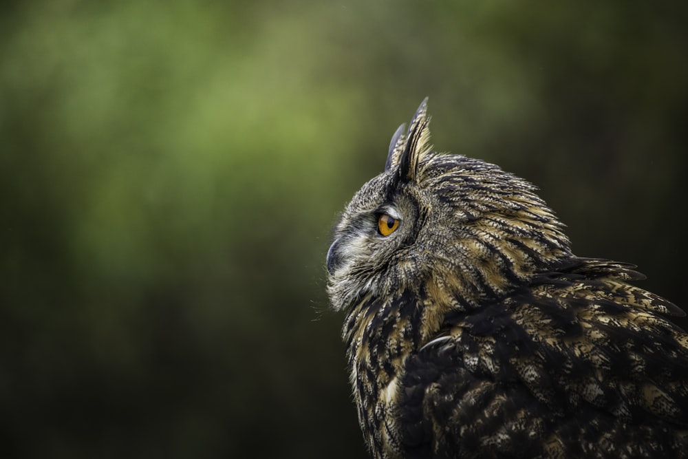 a close up of an owl with a blurry background