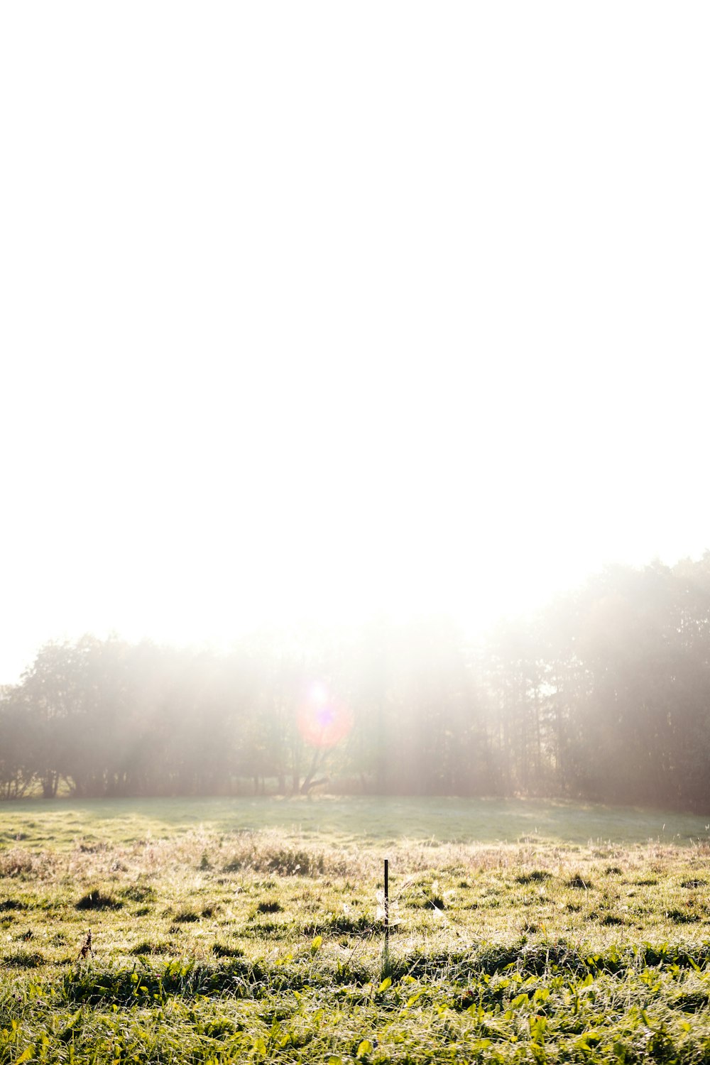 a large open field with trees in the background