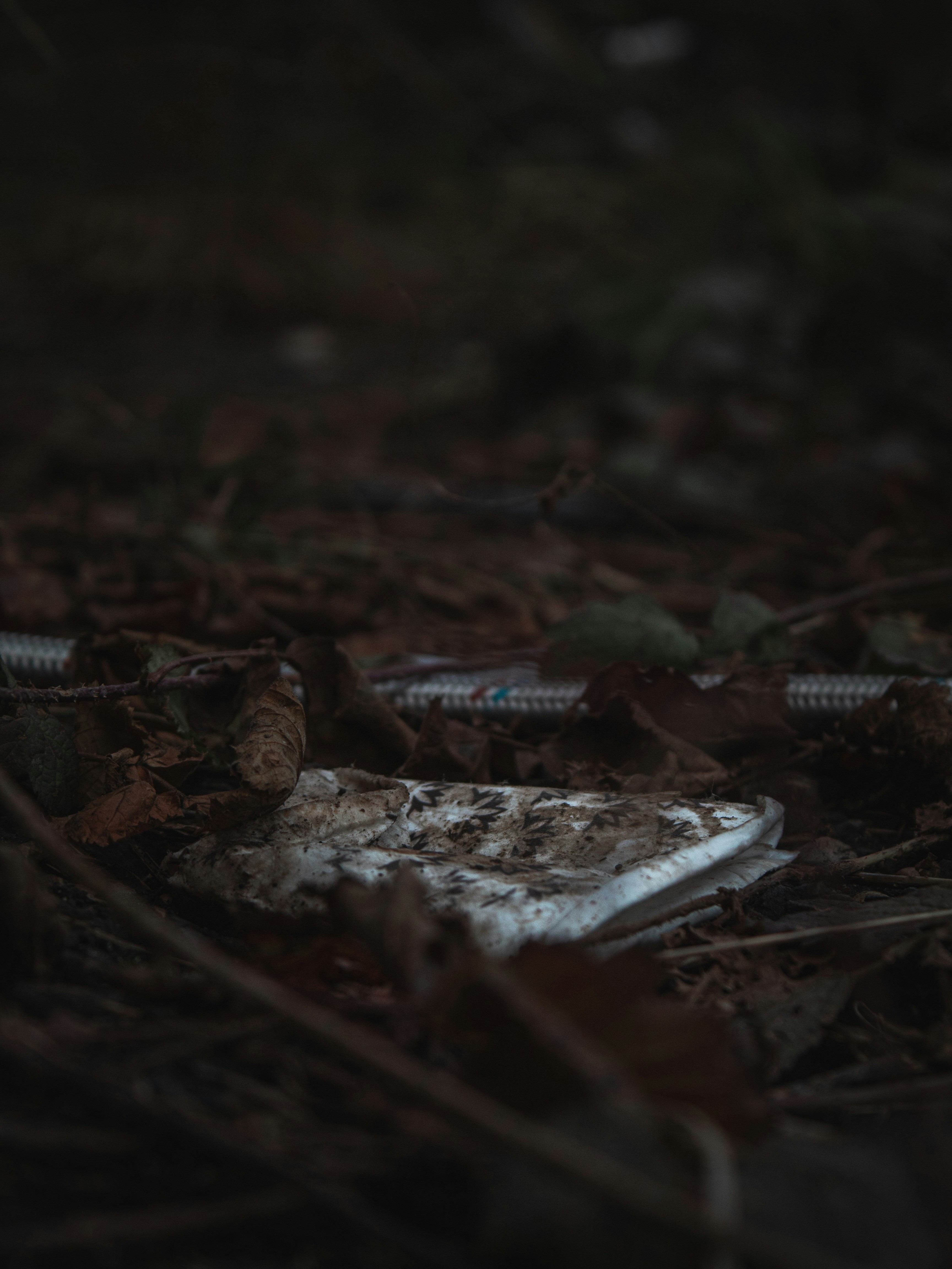 The Unseen Life: A Journey Through a Forgotten Notebook