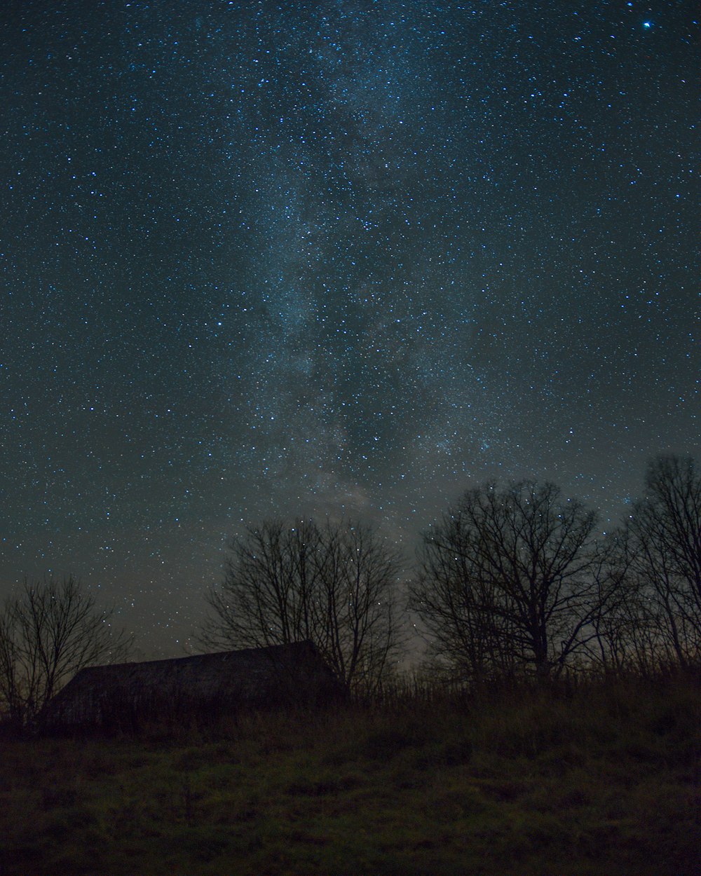 the night sky with stars and trees in the foreground