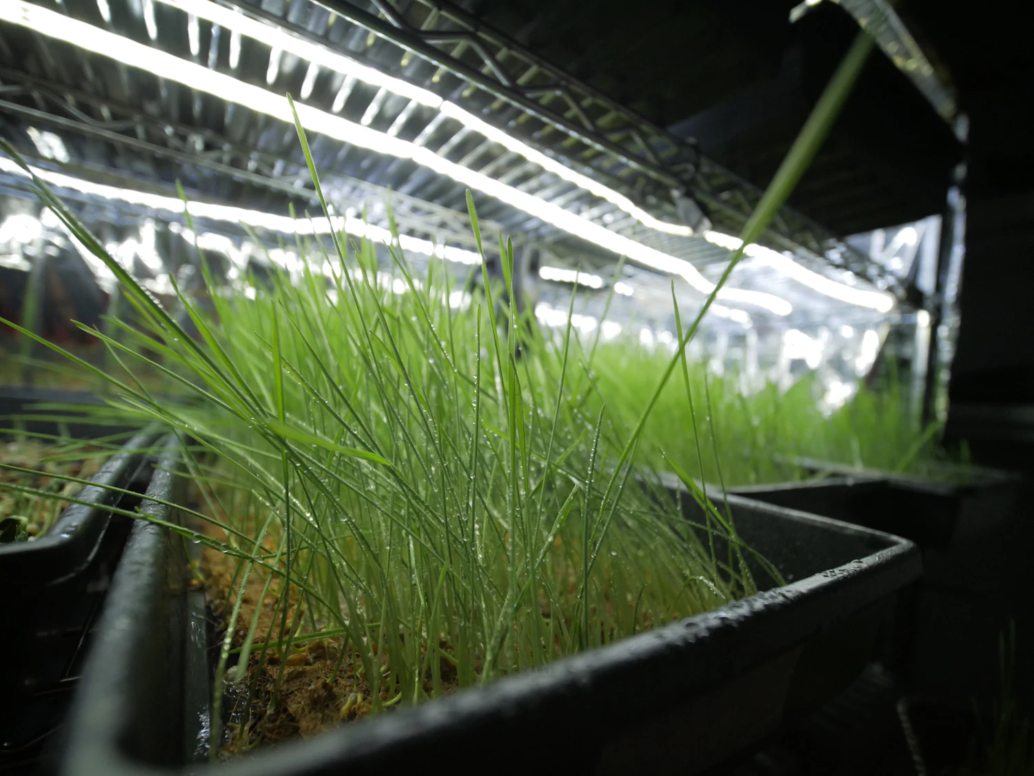 Chives filling a grow tray under a bright LED light bar