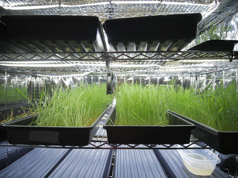 a greenhouse filled with lots of green plants