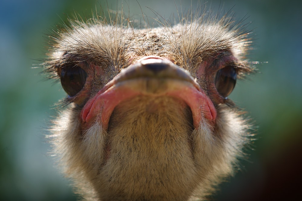 Faccia di uno struzzo con uno sfondo sfocato