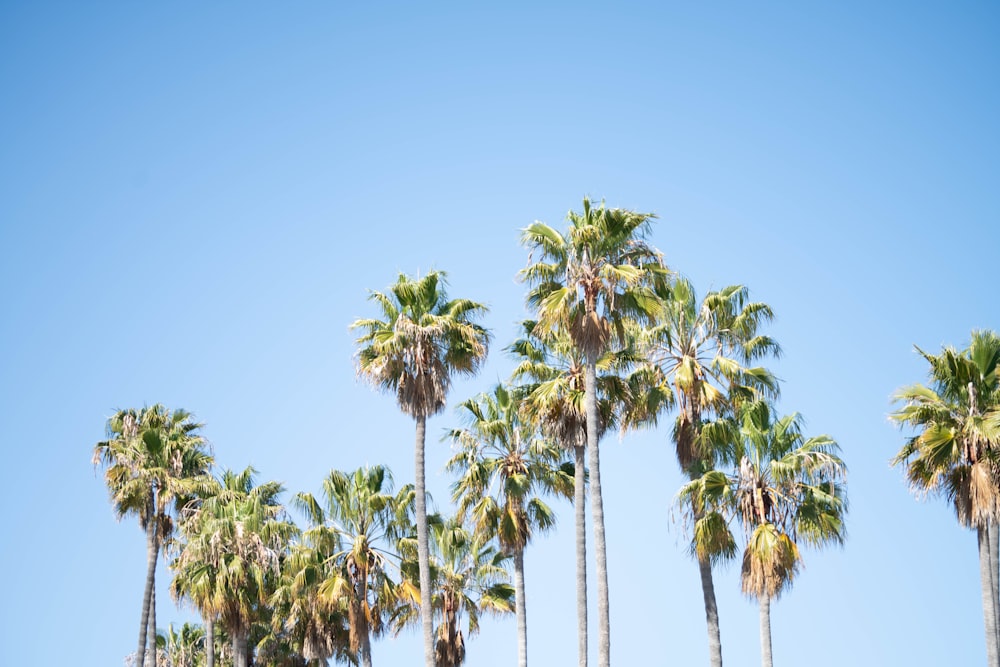 a group of palm trees against a blue sky