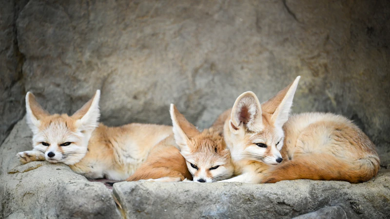 Fennec Fox (Vulpes zerda)