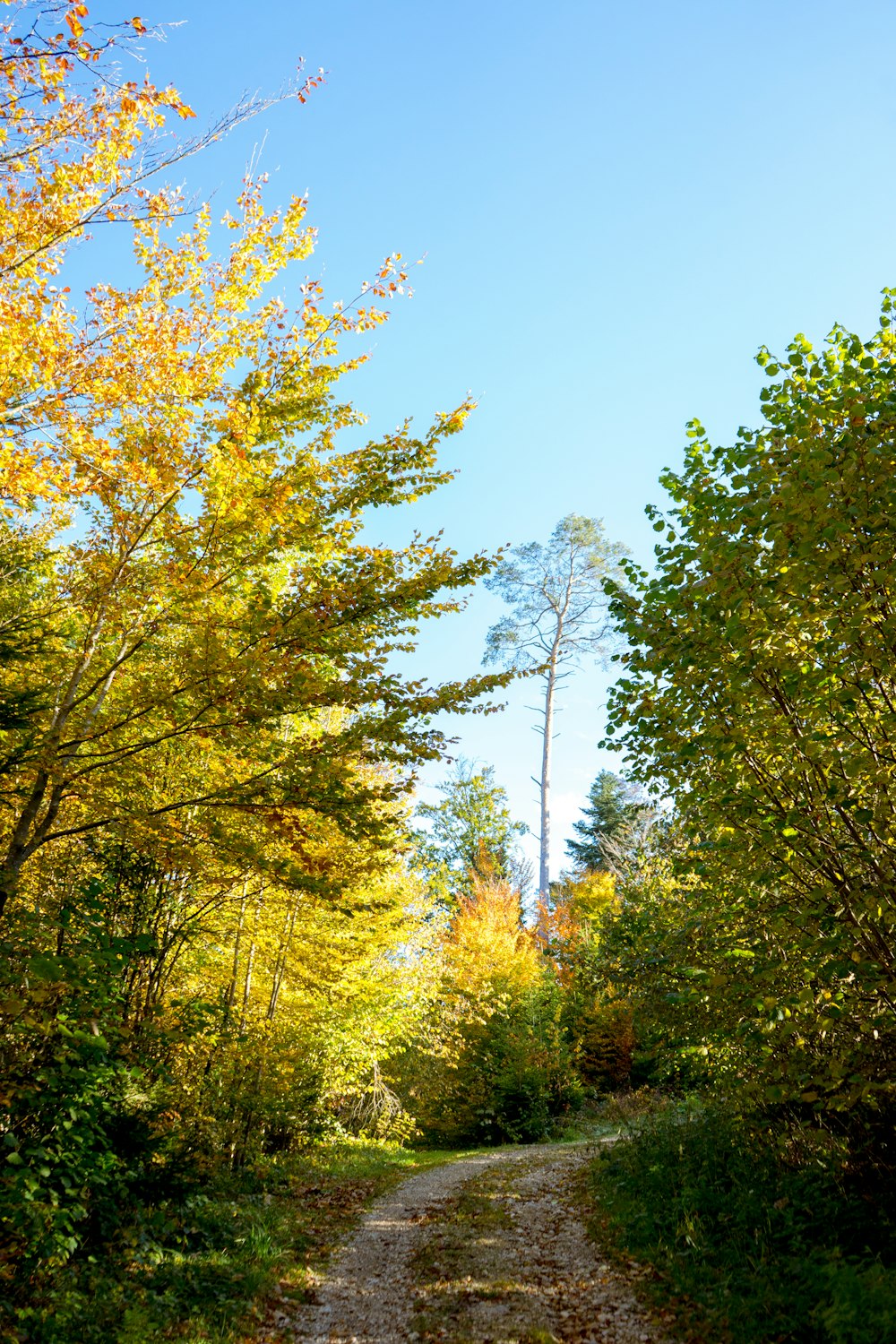 a tree in a forest